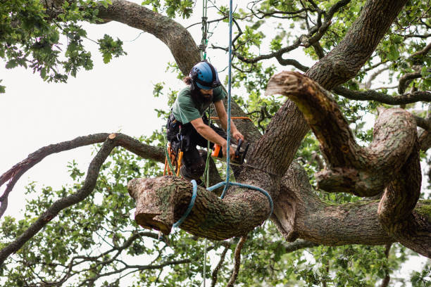 Best Tree and Shrub Care  in Rockton, IL