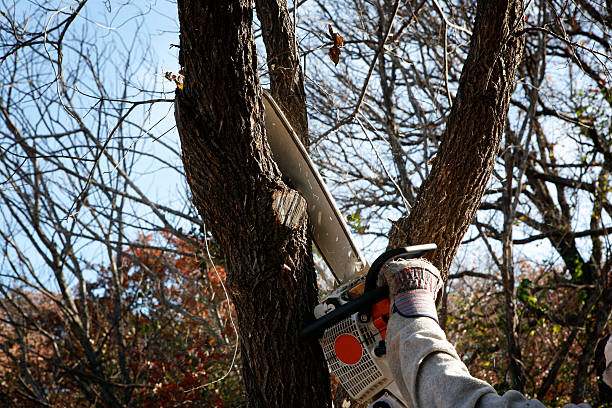 Professional Tree Removal Services in Rockton, IL