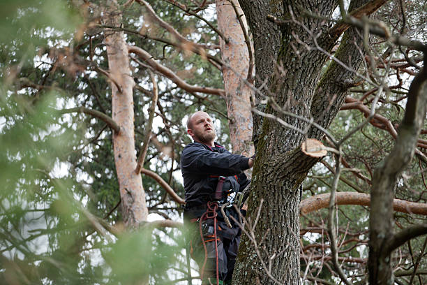 Best Tree Preservation Services  in Rockton, IL