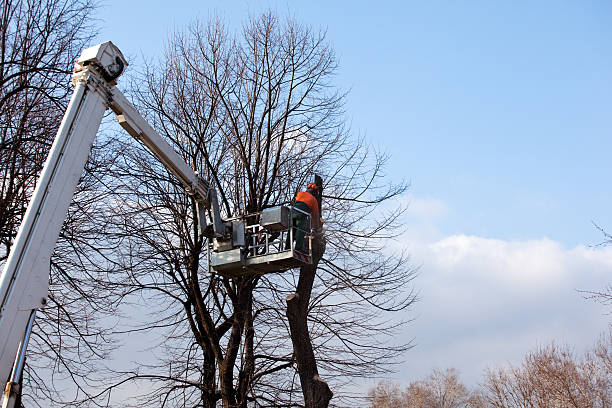 How Our Tree Care Process Works  in  Rockton, IL