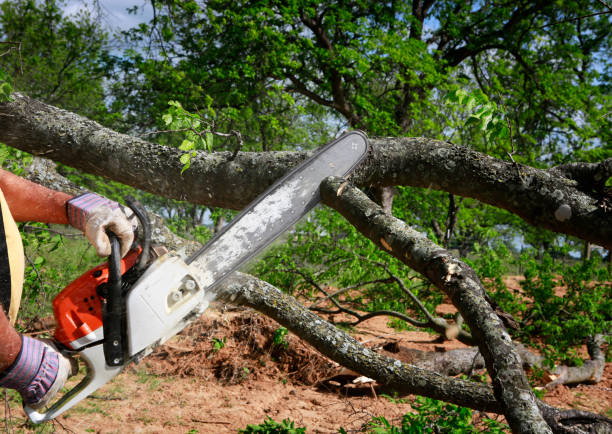 Best Commercial Tree Removal  in Rockton, IL