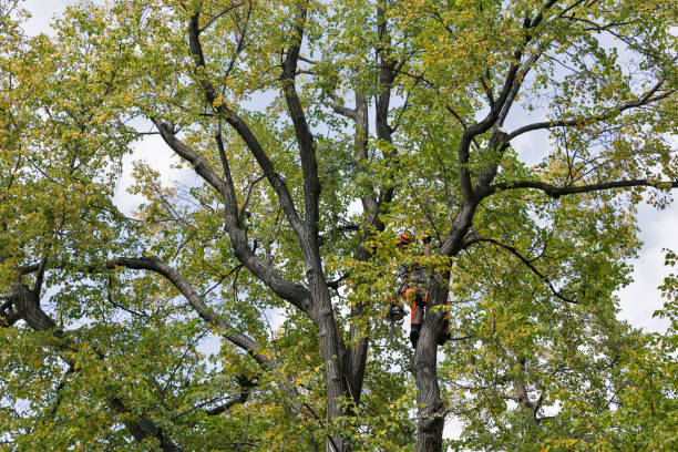 Best Tree Cabling and Bracing  in Rockton, IL